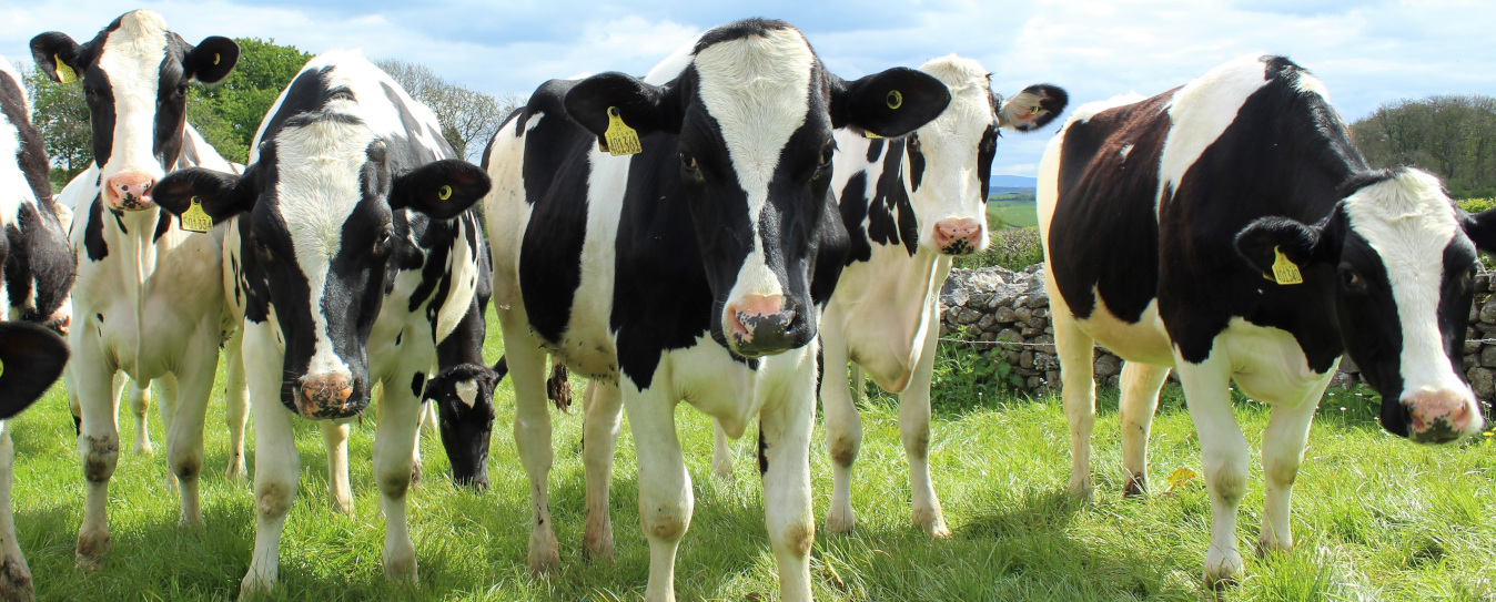 lime ridge ag supply dairy services